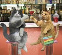 /album/losmejoresvideos-webnode-net/gatos-borrachos-jpg/